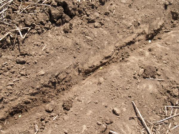 Initial planting of corn at a depth of 2 inches