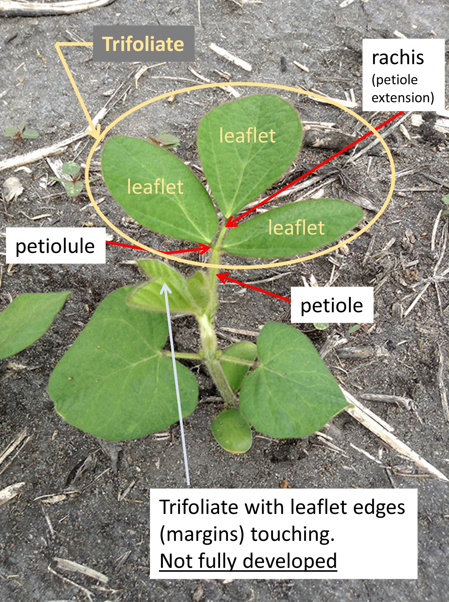 soybean plant with text indicating trifoliate leaves
