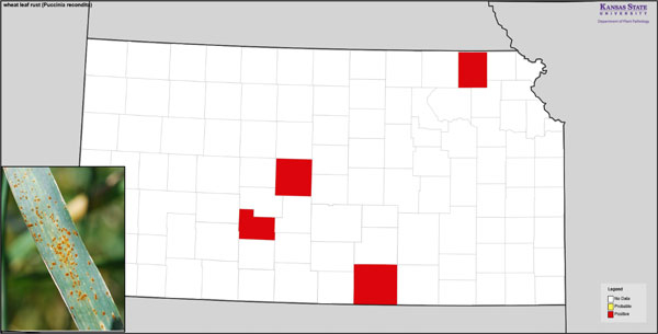Map of Kansas showing wheat disease reports.