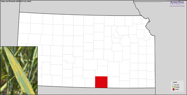 Stripe rust map for Kansas