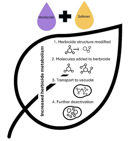 Graphic showing how safeners work