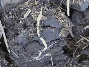 corn seedling showing sidewall soil compaction
