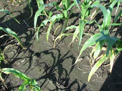 Leaf edge burn in corn showing potassium deficiency