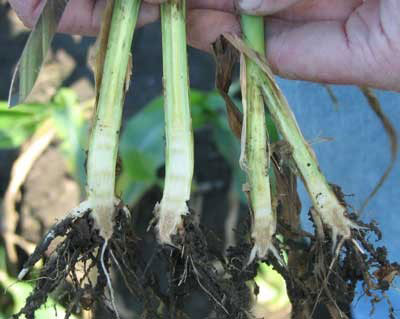 Corn plants with root disease from cold, wet soils