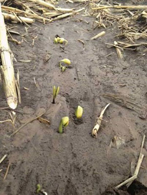 Field of saturated soil with soybeans trying to emerge