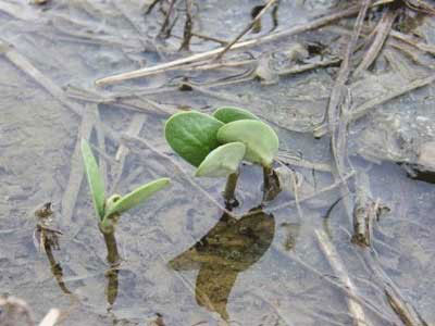 Soybean seedling in standing water
