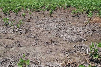 Stand loss to a field of soybeans from disease