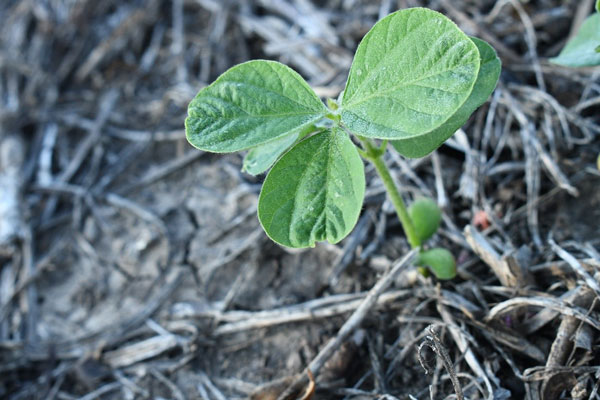 Group 15 herbicide injury to young soybeans