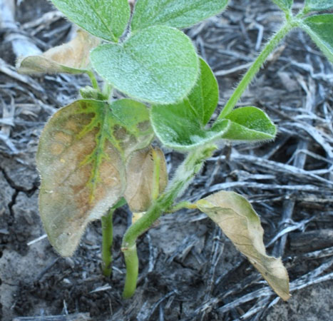 Herbicide injury to young soybeans.