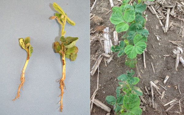 Herbicide injury to young soybeans