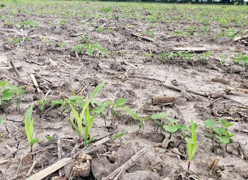 Field with lots of volunteer corn growing