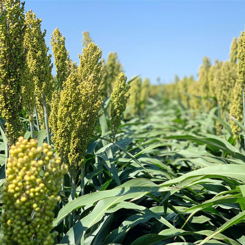 Field of grain sorghum rows with early heads.