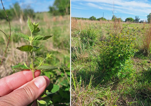 Examples of buckbrush growth
