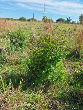 A brush species plant in a pasture.