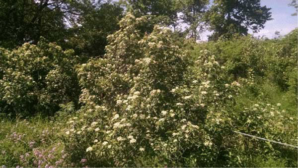 Roughleaf dogwood in full bloom