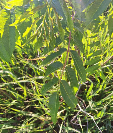 Example of smooth sumac