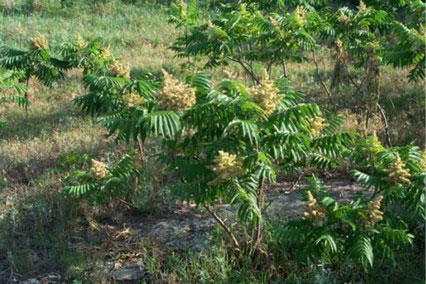 Smooth sumac in seed production stage
