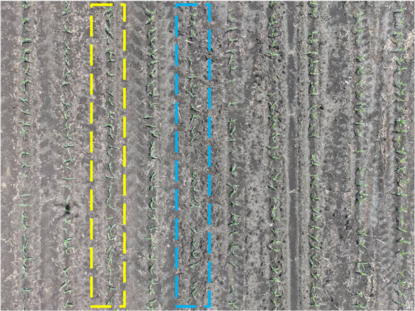 Aerial photo of a field to monitor plant stand.