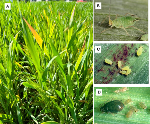 Wheat plants infected with barley yellow dwarf and associated insect vectors.
