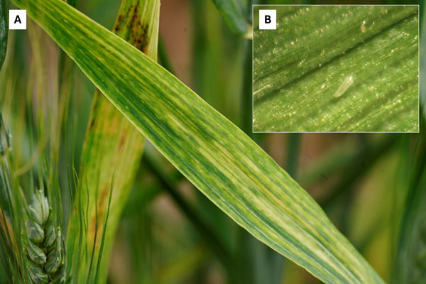 Wheat plant with visible symptoms of wheat streak mosaic.