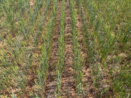 Typical wheat height and stand density in drought-affected areas of Kansas during the 2022-23 winter wheat growing season. Photo by Romulo Lollato, K-State Research and Extension.
