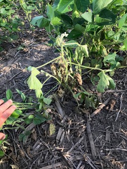 A wilting soybean plant from gall midge infestation. Photo by Justin McMechan, Univ. of Nebraska.