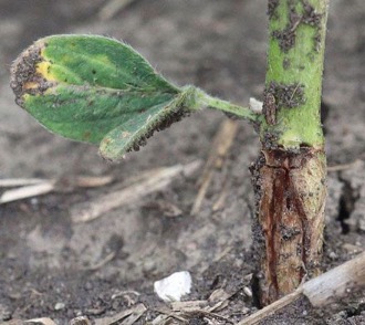 Darkening and swelling of the stem. Photo by Adam Varenhorst, South Dakota State Univ.