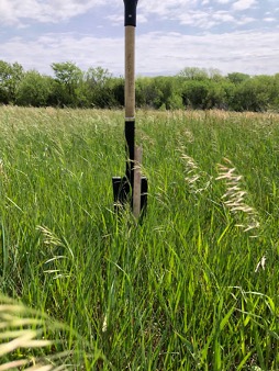 Example of a short stand of smooth brome in Jackson County, Kansas. Photo credit David Hallauer, K-State Meadowlark Extension District.