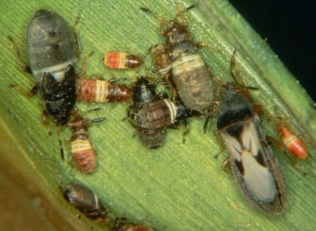 Chinch bug nymphs and an adult. Photo from K-State Entomology.