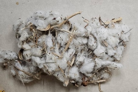 Plant material in harvested cotton with volunteer soybeans can severely impede the ginning process and penalize loan values. Photo courtesy of Rex Friesen, Southern Kansas Cotton Growers.