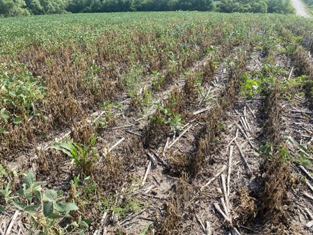 Soybean field with damage from soybean gall midge. Photo by Justin McMechan, Univ. of Nebraska.