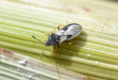 Adult chinch bug. Photo from K-State Entomology.