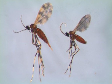 Adult soybean gall midge. Photo by Mitchell Helton, Iowa State Univ.