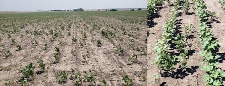 Volunteer soybeans in seedling cotton. Photo courtesy of Rex Friesen, Southern Kansas Cotton Growers.