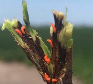 Soybean gall midge larvae. Photo by Justin McMechan, Univ. of Nebraska.