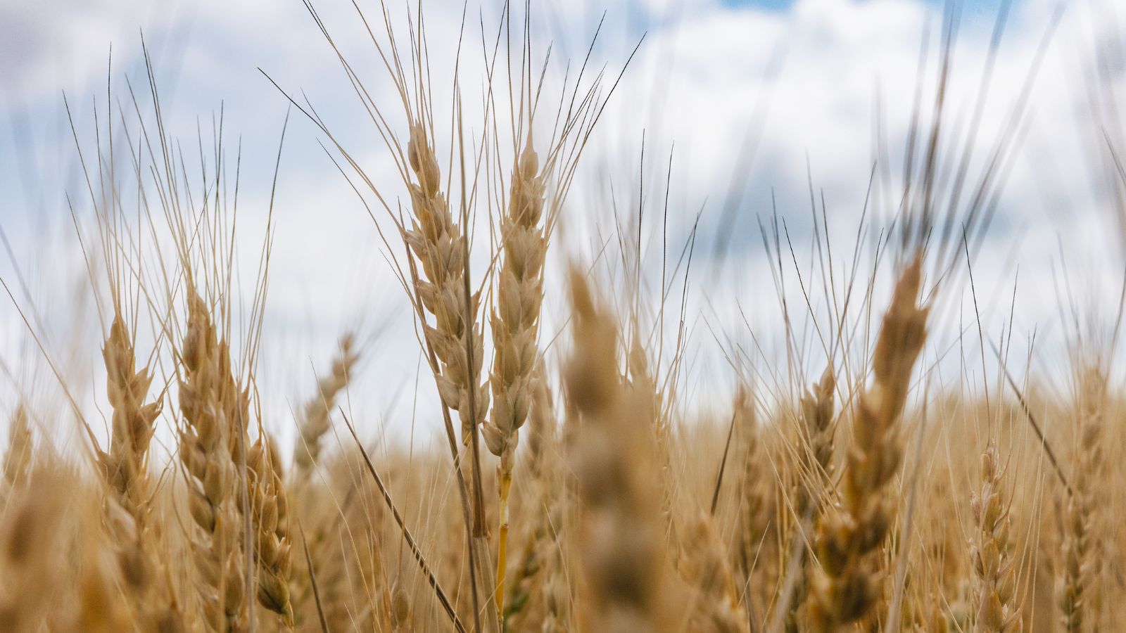 photo of wheat