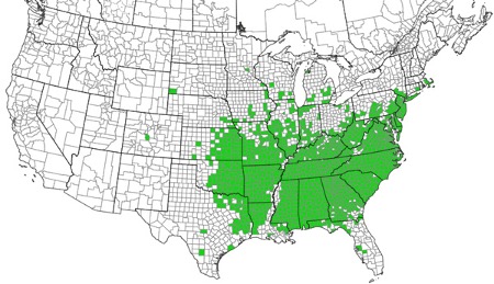 map of the distribution of sericea lespedeza
