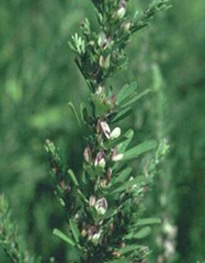 photo of sericea lespedeza
