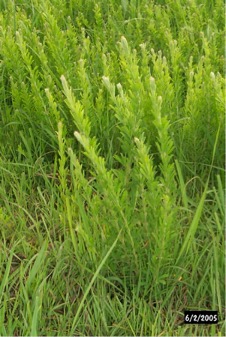 image of the vegetative growth stage of sericea lespedeza