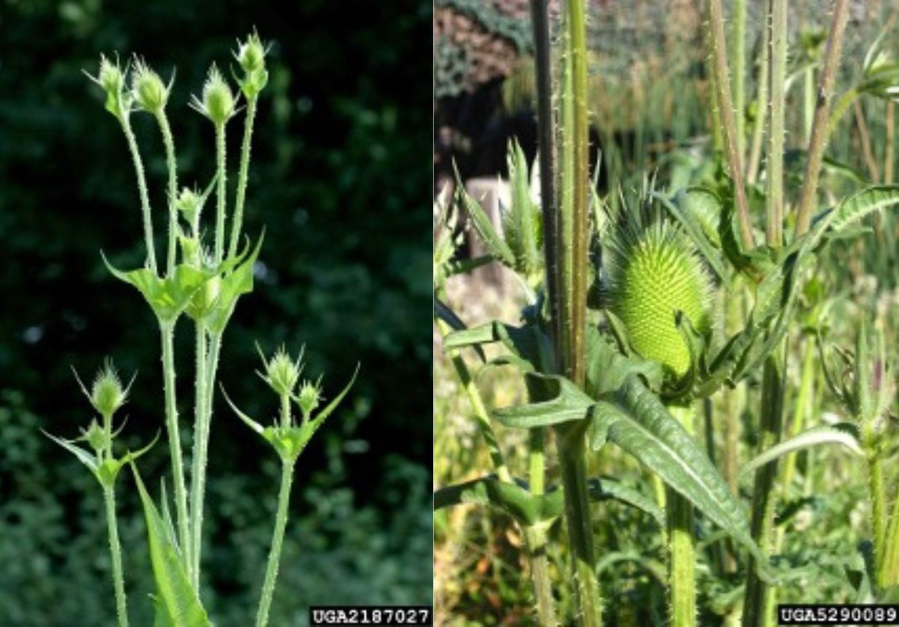 Figure 2. Common teasel (left) and cutleaf teasel (right). Images from David Cappaert, Bugwood.org (left) and Todd Pfeiffer, Klamath County Weed Control, Bugwood.org (right).