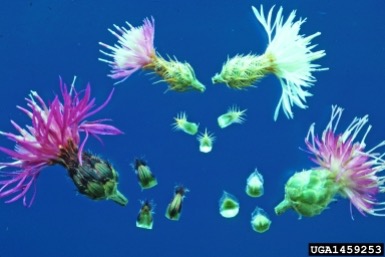 Figure 1. Spotted knapweed (left), diffuse knapweed (center), and Russian knapweed (right). Photo by Steve Dewey, Utah State University, Bugwood.org.