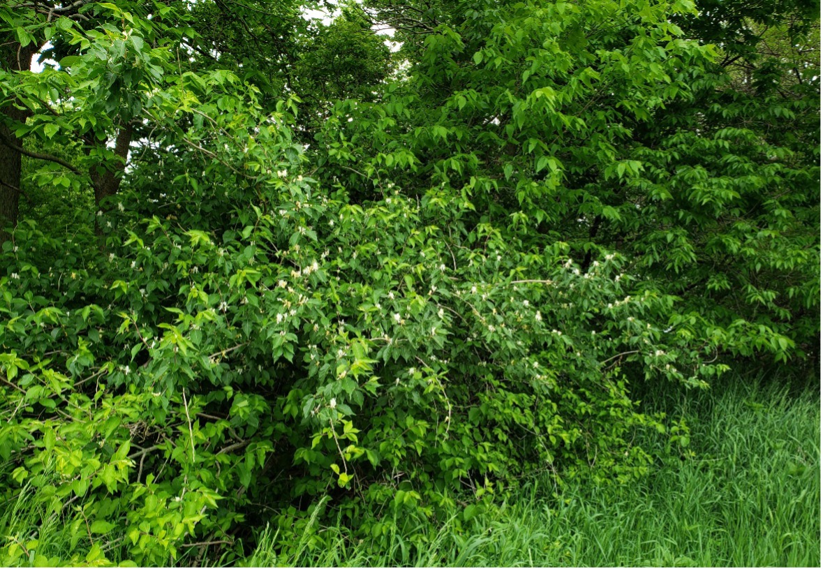 image of noxious weed amnur honeysuckle