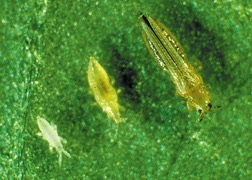 nymphal and adult thrips