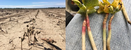 Figure 3. Sandblasting damage to seedling cotton. Photos courtesy of Mississippi State University.
