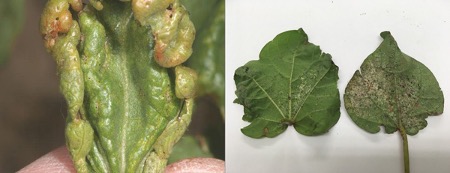 Figure 1. Cotton leaves damaged by thrips feeding. Photos courtesy of J.P. Michaud, K-State Research and Extension.