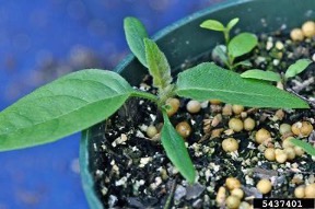 image of horsenettle seedlings