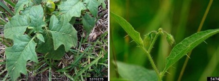 Figure 3. Prickles on upper (left) and lower (right) surfaces of horsenettle leaves. Note the lobed margins (left) and the alternate arrangement on the stem (right). Photos by Rebekah D. Wallace, University of Georgia, Bugwood.org (left) and Vern Wilkins, Indiana University, Bugwood.org (right).