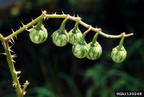 photo fo horsenettle berries