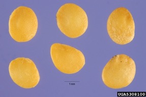 photo of horsenettle seeds