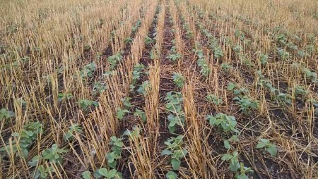 double cropped soybeans in wheat stubble